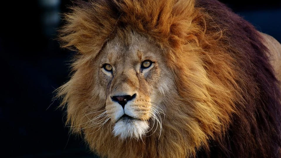 
«Нечестивый бежит, когда никто не гонится за ним, а праведник смел, как лев» Символизм и духовное значение льва – в снах, мифах, Библии, мировых культурах – льву никто не нужен 