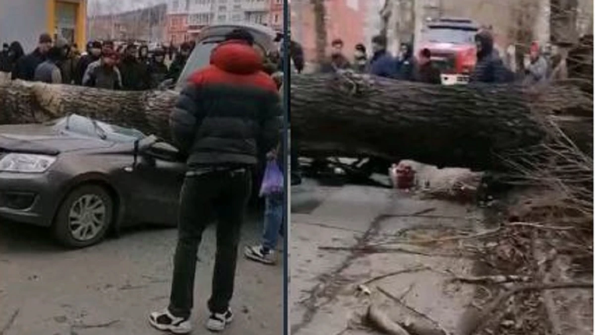 Ураган в Новокузнецке: огромный тополь раздавил легковушку – двое погибли – фото