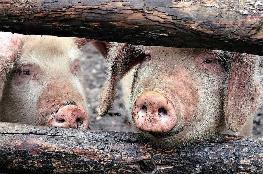 Фермы собираются убить и сжечь 100000 свиней из-за нехватки мясников после Брексита: не хватает рабочих рук