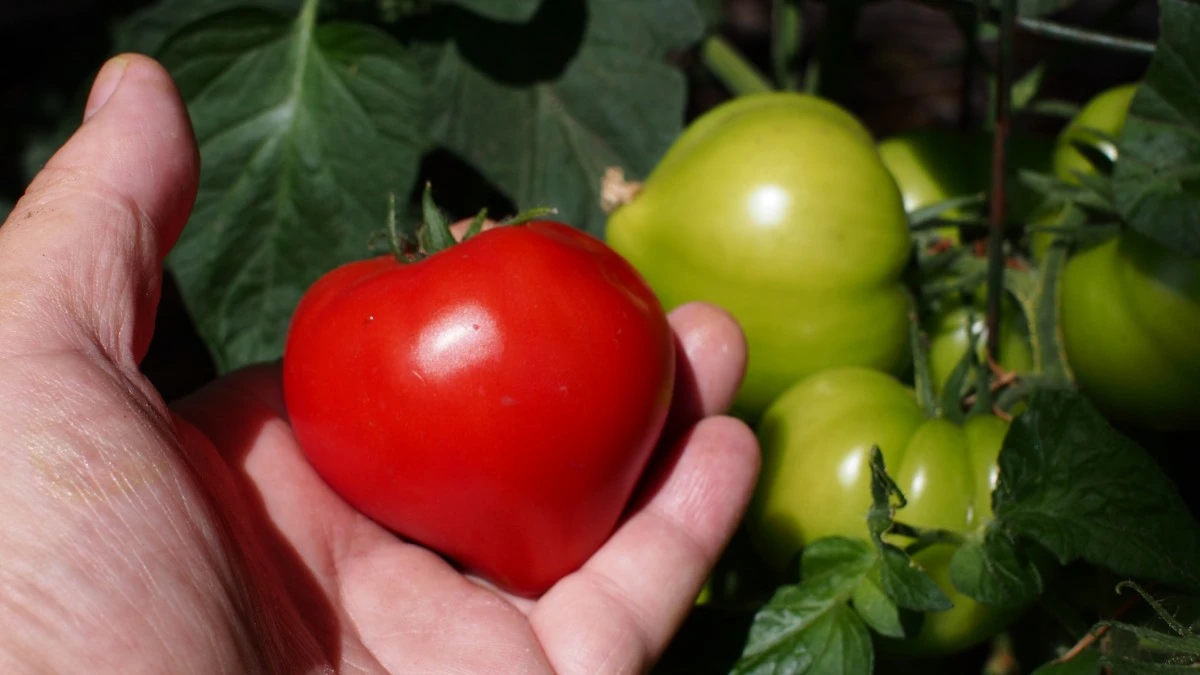 Шерсть домашних животных толкает помидоры к росту и богатому урожаю. Шерсть кошек и собак продвинутые дачники и огородники используют как удобрение 