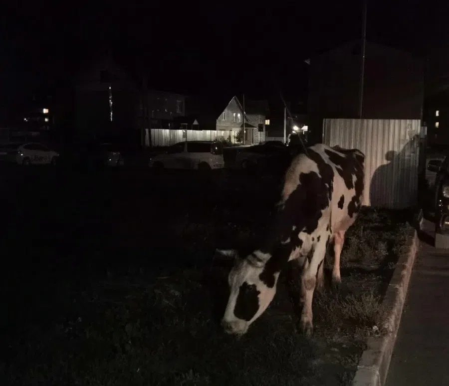 Корова бродила ночью 
