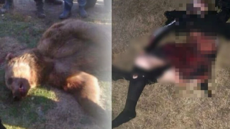 Жителям Новосибирской области начали поступать сообщения о растерзанной медведем девушке