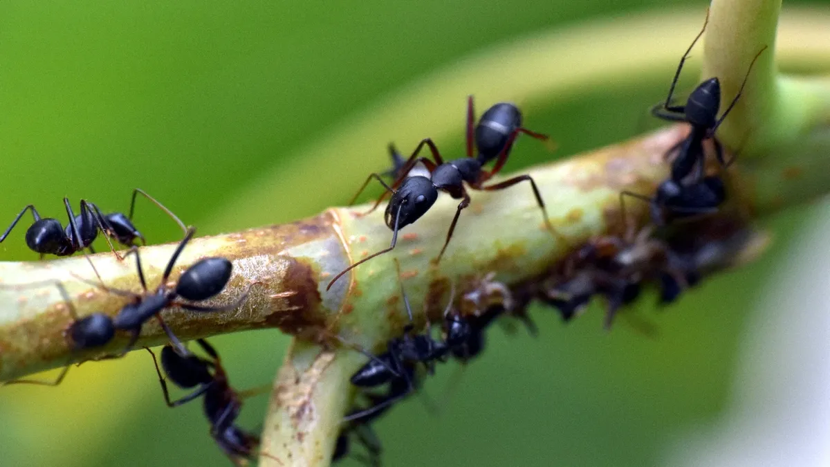 Волшебная трава отпугнет муравьев из квартиры, дачи, бани, дома – и еще три способа быстро избавиться от муравьев