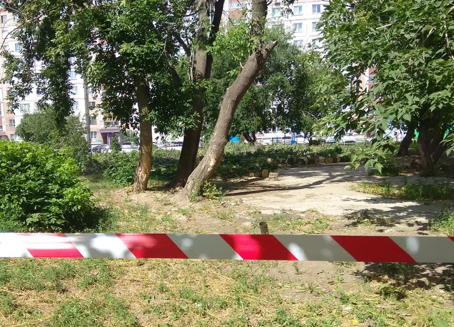 Точечную застройку подозревают жители Бердска в сквере за ГДК: Началась вырубка кленов