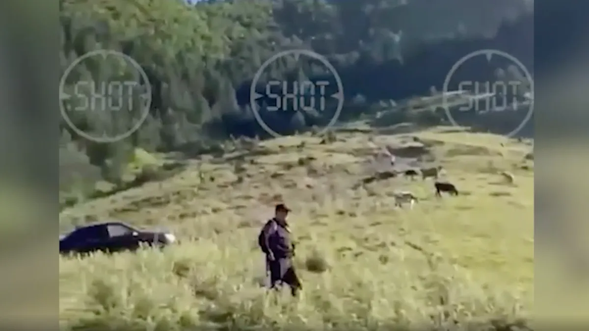 В Дагестане свора волков напала на группу детей. Фото: стоп-кадр видео SHOT