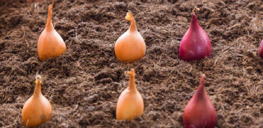 Как правильно посадить озимый лук?