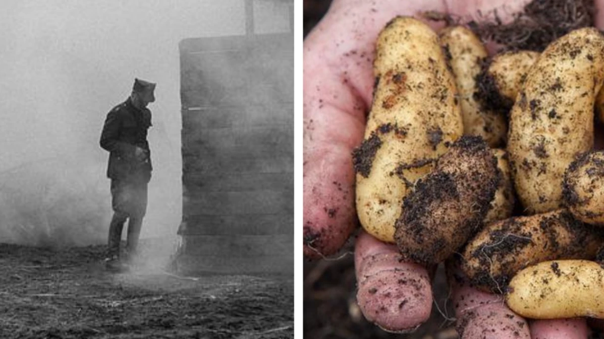 На Украине польские наемники расстреливают мирных жителей, когда те садят картошку. Видео от военкора Пегова