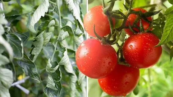 Почему скручиваются и желтеют листья томатов: как исправить «стрессовые» помидоры в июле 