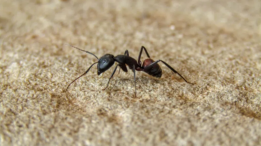 Исследование: муравьи способны находить рак у людей по запаху