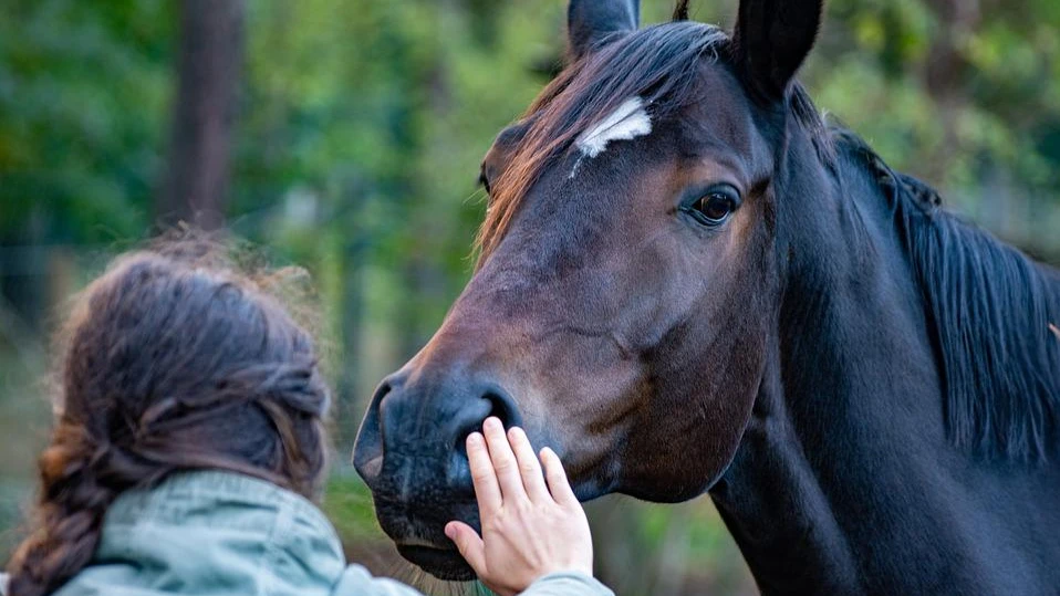День спасения лошадей (Horse Rescue Day) - Австралия. Фото: pixabay.com