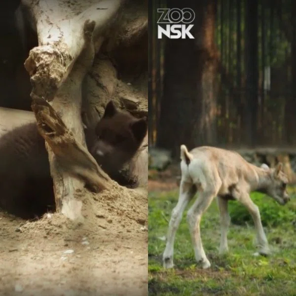 Миленькие ягнята и канадские волчата родились в зоопарке Новосибирска
