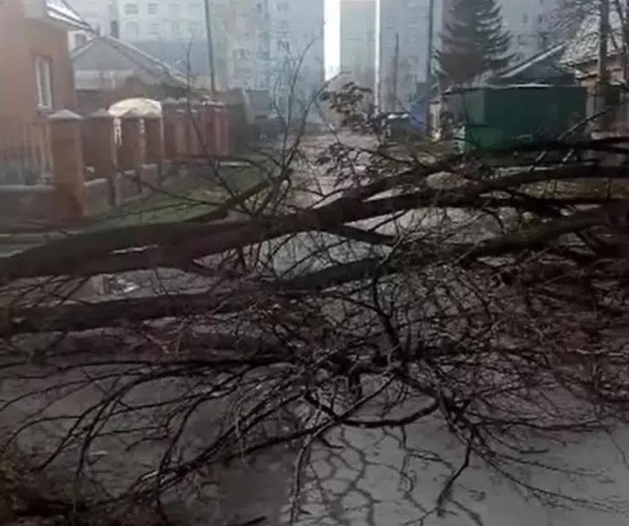 Мощное дерево рухнуло и перегородило ул. Космическую в Бердске из-за  шторма утром 9 сентября