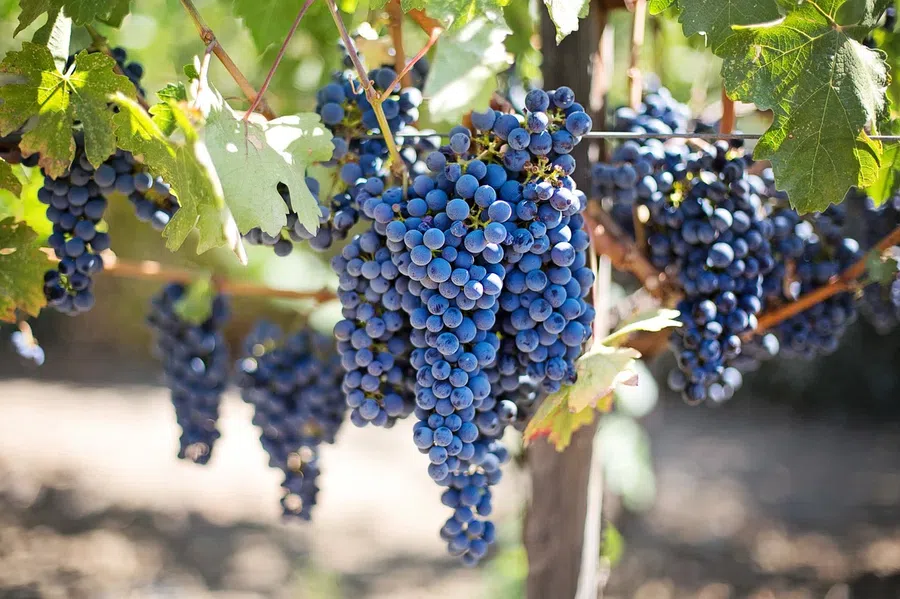 Виноград может предотвратить сердечные приступы и инсульты: сколько времени его нужно есть постоянно