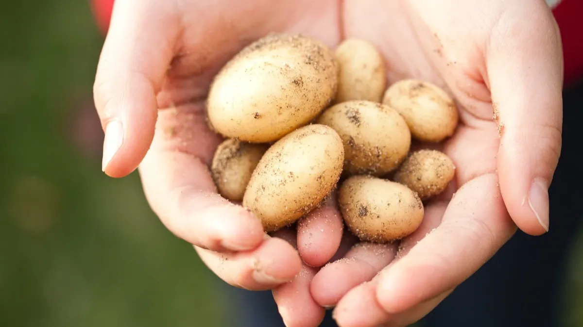Когда нужно сажать картофель, лук и капусту по лунному календарю в 2022 году: информация о каждом дне мая и июня