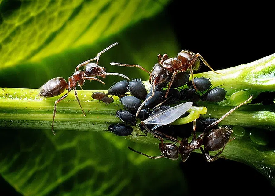 Если гнезда не вызывают особого беспокойства, то муравьев лучше оставить в покое на месте