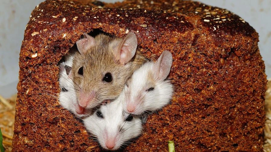 У более молодых мышей  развилось воспаление в мозгу и явные признаки возрастных проблем со зрением. Фото: pixabay.com