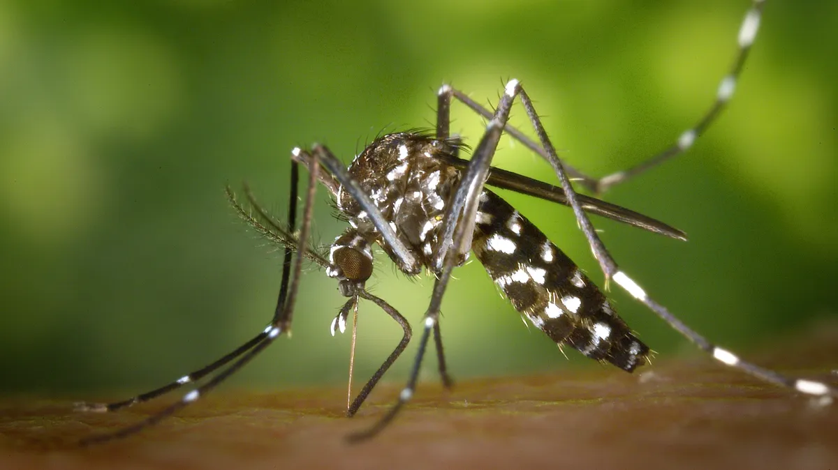 После укуса комара у 51-летней россиянки из щеки вытащили 12-сантиметрового червяка