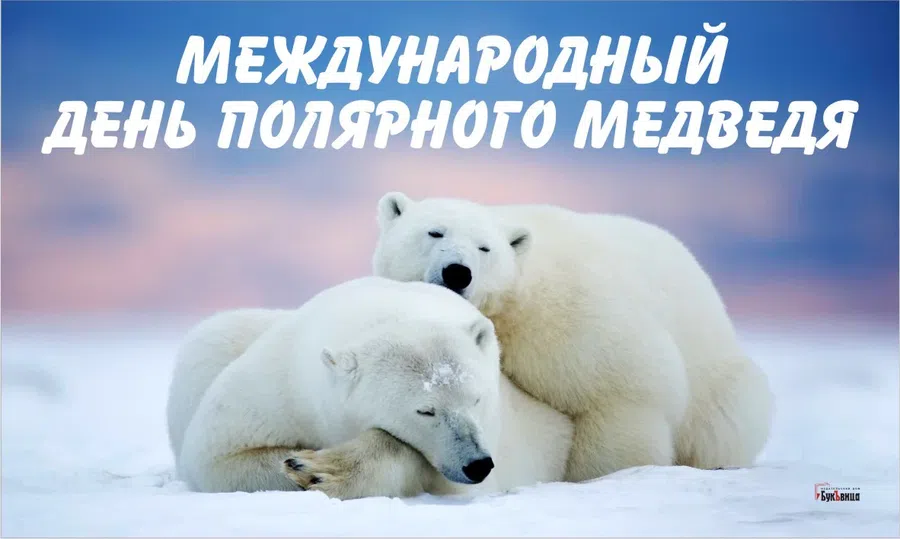 В Международный день полярного медведя славные открытки и поздравления 27 февраля