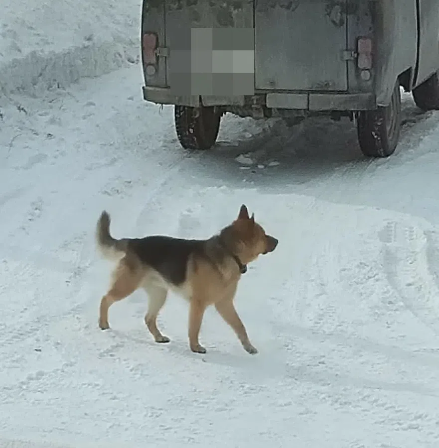 Собака бродит недалеко от ТЦ "Комбат"