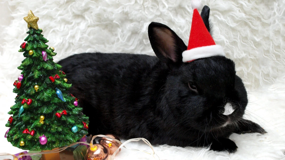 023 год станет годом Черного Водяного Кролика. Фото: pxhere.com