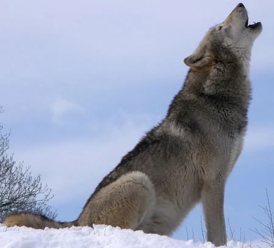 Оголодавшие волки пожирают собак в деревнях Нижегородской области. Хищников будут отстреливать