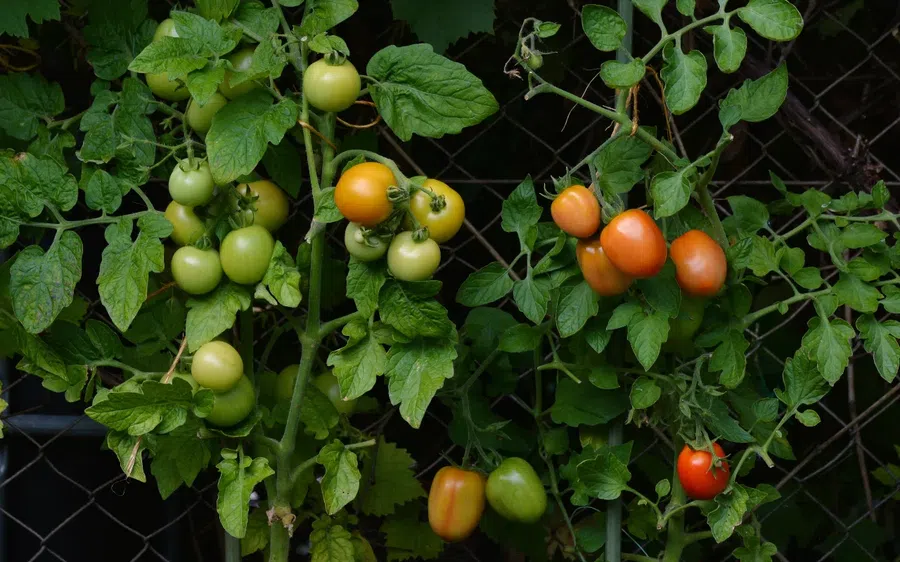 Лучшие дни для посева томатов и баклажанов на рассаду в марте и апреле 2022 года по лунному календарю