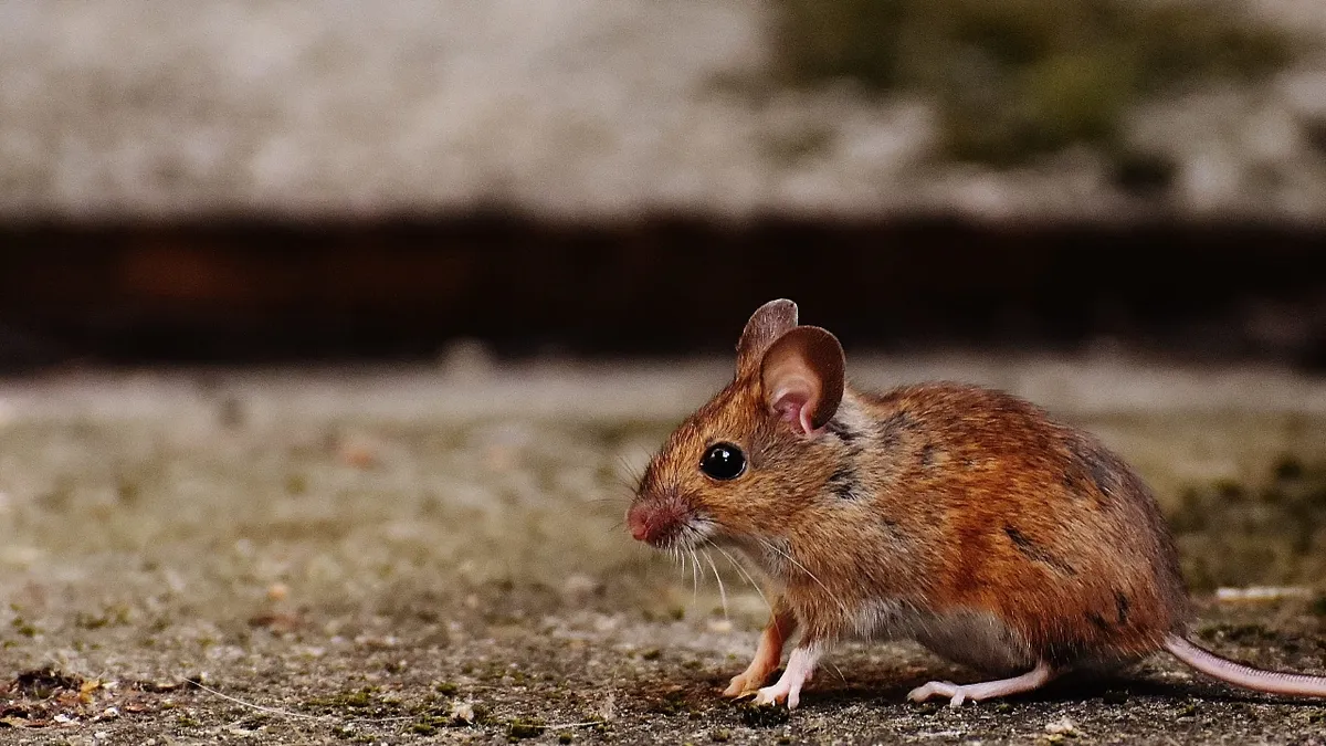 Грызуны не пройдут: эффективные способы вывести из дома мышей с помощью натуральных средств 