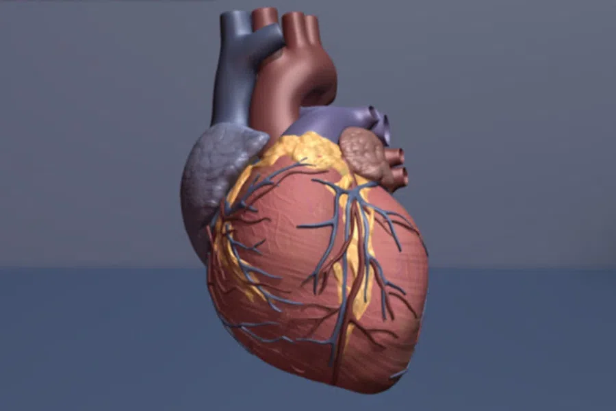 Может ли сердце вылечить само себя от сердечной недостаточности? Удивительные выводы учёных