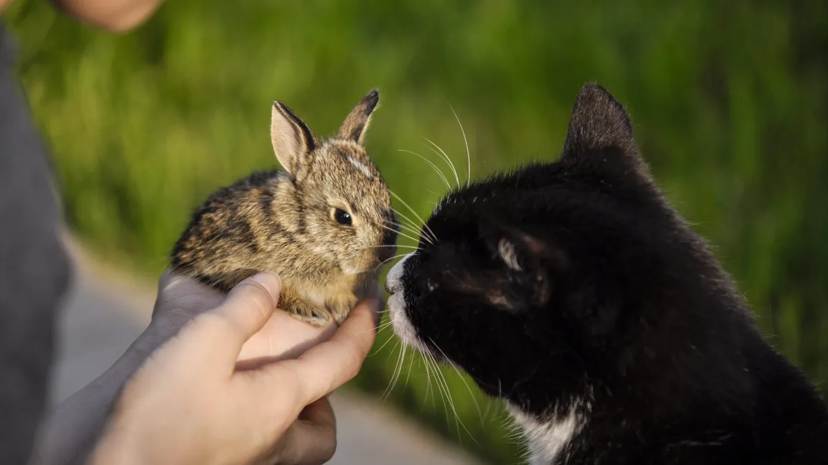 Покровителями 2023 года станут Кролик и Кот. Фото: Pxfuel.com