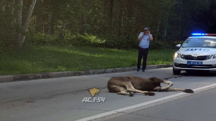 В Новосибирске на Морском проспекте насмерть сбили лося. Фото: телеграмм-канал АСТ-54