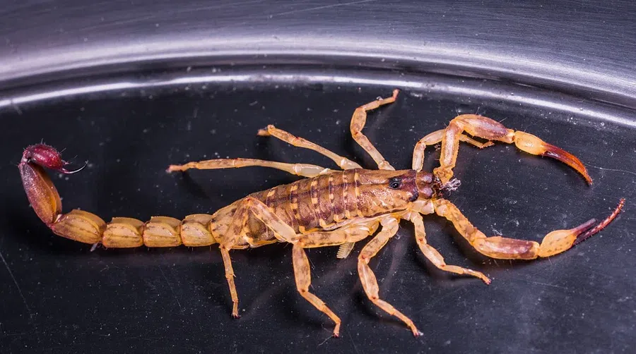 Состояние ужаленной скорпионом 11-летней девочки из деревни оценили в подмосковном минздраве