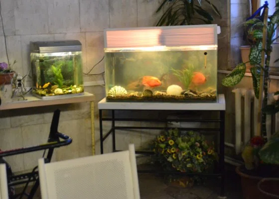 В холле бердского железнодорожного вокзала стоит два аквариума 