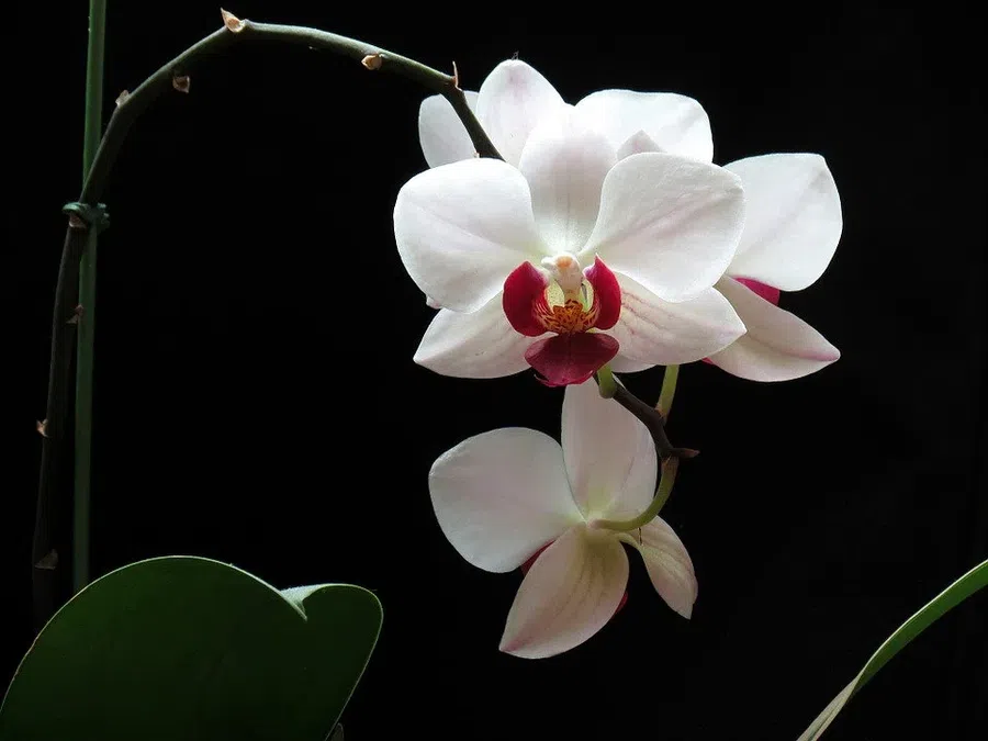 Предупреждение об уходе за орхидеями: профессионал в области садоводства говорит, что `` не переливайте '' и не используйте водопроводную воду для орхидей