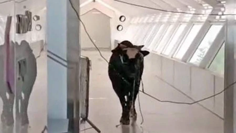 В Израиле разъяренный бык  ворвался в отделение банка и навел «суету»