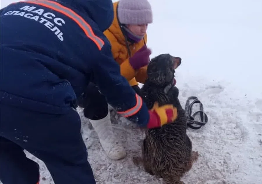 Спасатели достали упавшую в яму овчарку в Новосибирске: Собака схватила зубами спущенную ей веревку