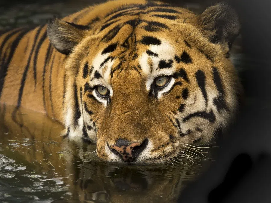 Черный Тигр будет благосклонен к своей стихии. Подробный астропрогноз на 2022 год водяным знакам зодиака