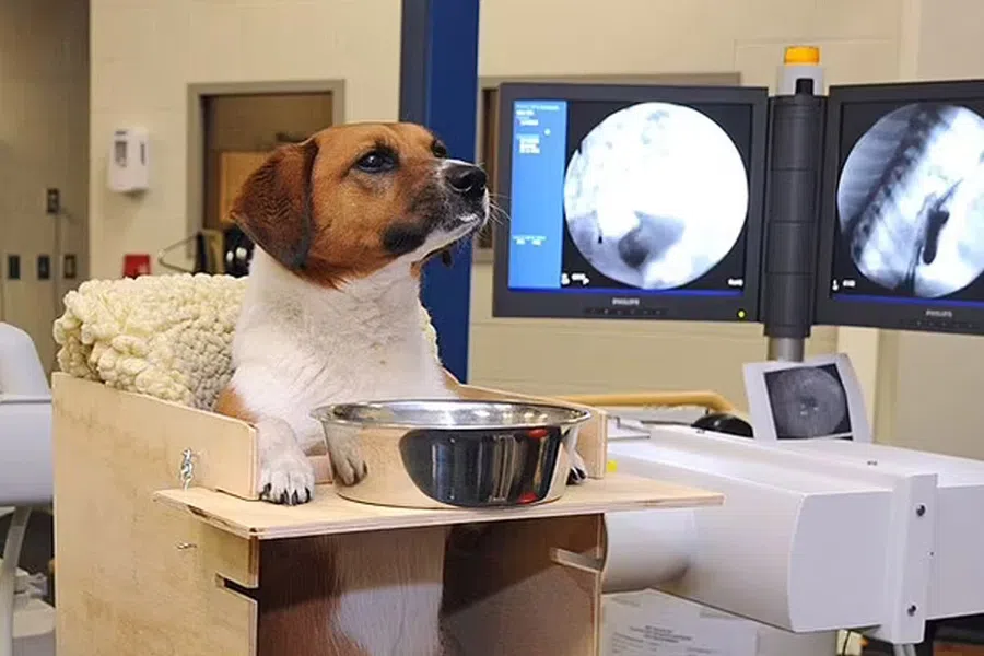 Виагру - собакам! Лекарство от эректильной дисфункции лечит потенциально смертельное редкое заболевание пищевода у собак