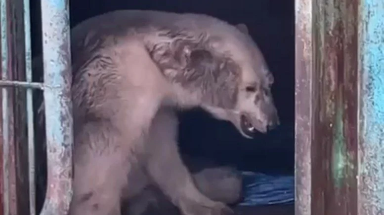 На острове Диксон подстрелили краснокнижного белого медведя, за его жизнь борются ветеринары Московского зоопарка: «Шансов выжить немного» – видео