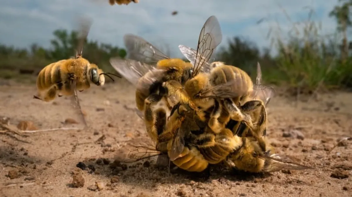 Американский фотограф Карин Айгнер приблизилась к действию, когда группа пчел соревновалась за спаривание. «Большой кайф» был запечатлен в Южном Техасе. Фото: Карин Айгнер/Фотограф дикой природы года