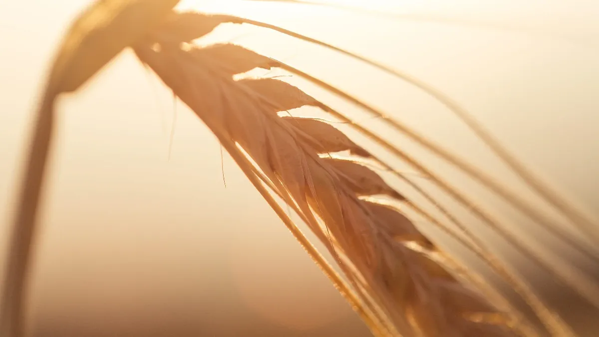 В день Иоанна Богослова сеяли пшеницу. Фото: Pexels.com