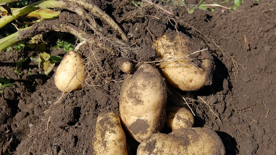 Когда копать картошку в России – лучшие дни по лунному календарю на август и сентябрь 2022: правила копки и подготовки к зимнему хранению 