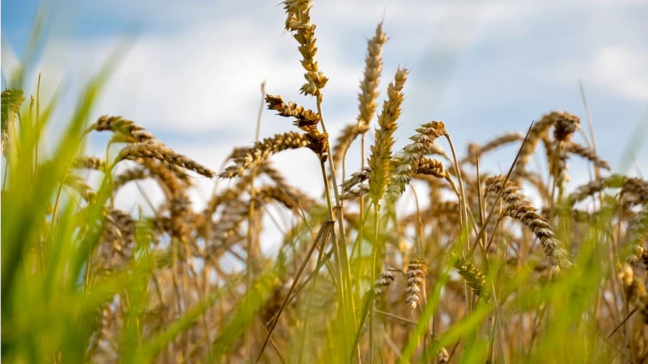  Россия и Украина производят почти 30% мирового экспорта пшеницы. Фото: piqsels.com
