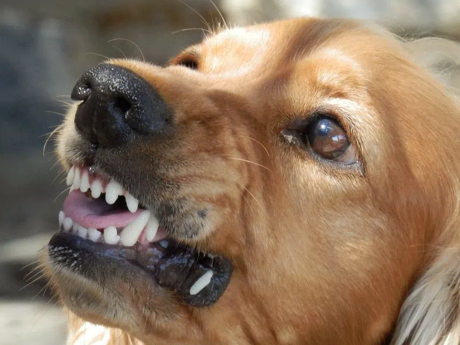 В Ленобласти стая собак искусала 59-летнего мужчину. С многочисленными ранами он попал в больницу
