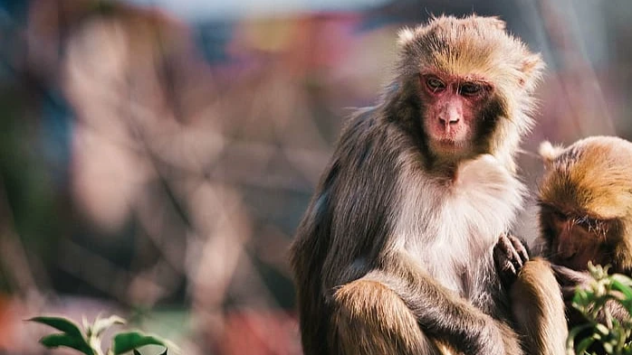 В России обнаружили первый случай заражения оспой обезьян. «Заразу» привез из Европы 32-летний житель Питера