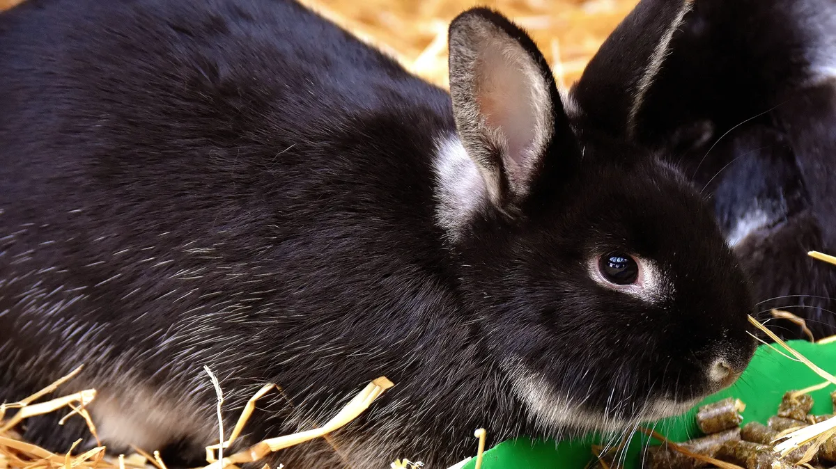 С 22 января придет Черный Кролик. Фото: Pxfuel.com
