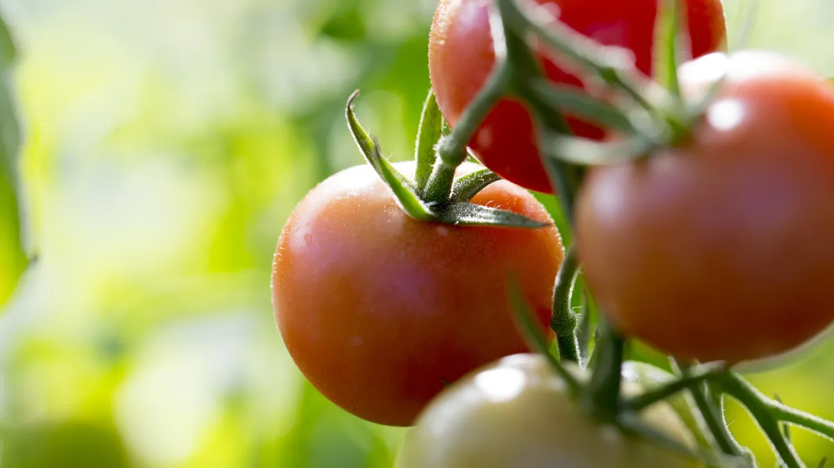 Как правильно пасынковать томаты в августе: пять главных правил для хорошего урожая. Лунный календарь для всех видов садовых и дачных работ в августе 2022 года 