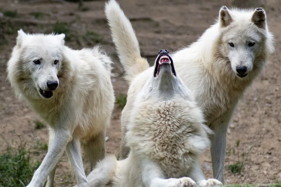 «А если бы это человек шел»: волки устроили охоту на детской площадке под Санкт-Петербургом