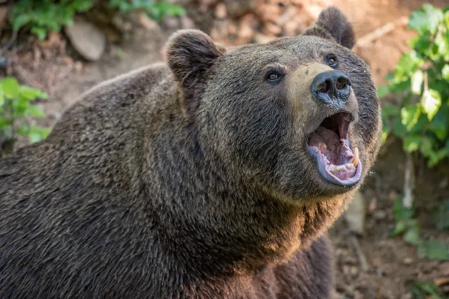 Разъяренный медведь разорвал одного из троих рыбаков под Тюменью