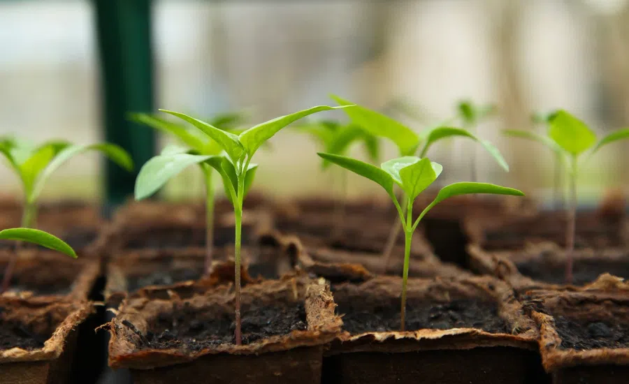 Как вырастить сильную рассаду перца: секреты от выбора семян до грамотного ухода за посевом. 4 признака качественной рассады