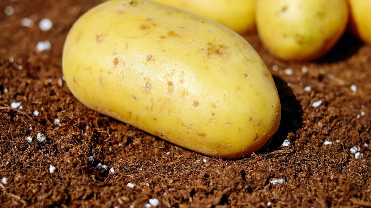 Как правильно сажать картофель под лопату: что можно добавить в лунку и чемудобрить. Лунный календарь на апрель, май, июнь 2022 года